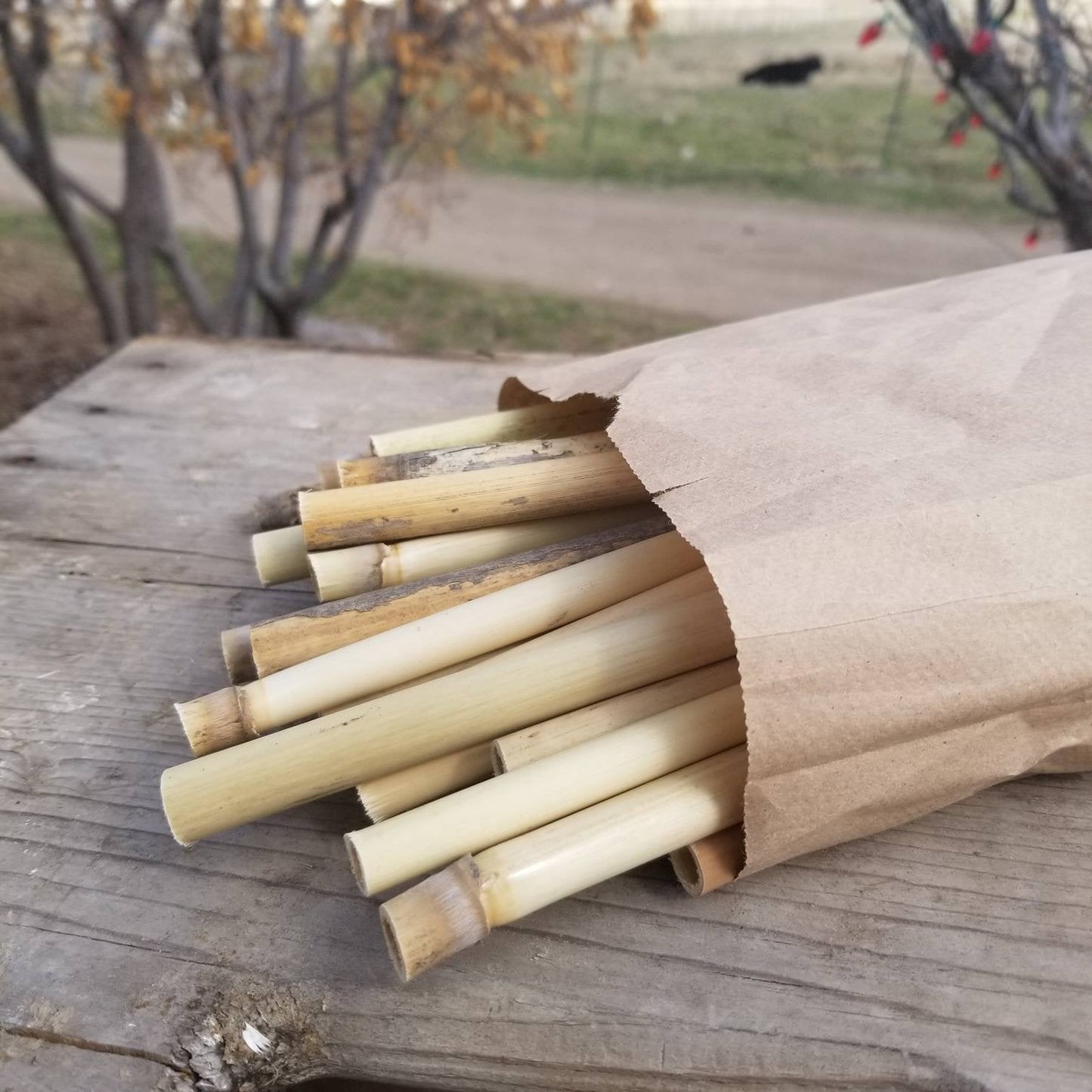 Solitary Native Bee Nesting Tube Reeds