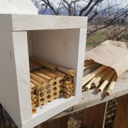 Solitary Native Bee Nesting Tube Reeds