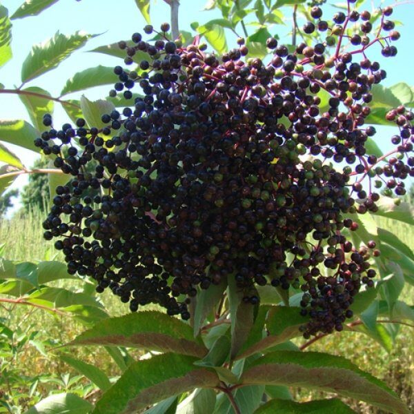 Bare Root Elderberry Plants