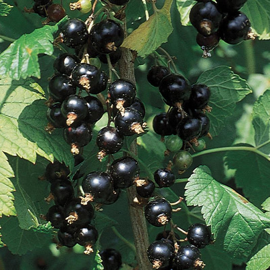 Bare Root Currant plants