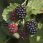 Bare Root BlackBerry plants
