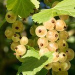 Bare Root Currant plants