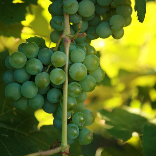 Bare Root Grape Plants